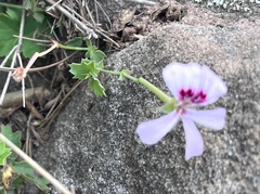 Pelargonium patulum