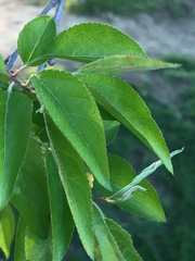 Malus