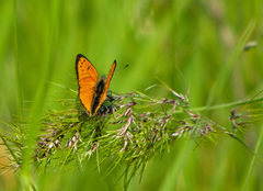 Lycaena ottomanus