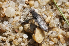 Tabuda varia