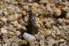 Tabuda varia