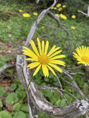 Doronicum columnae