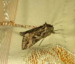 Cornutiplusia circumflexa