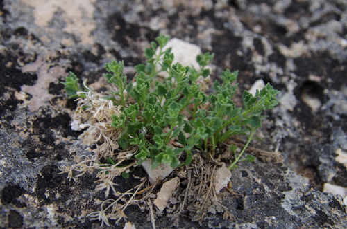 Image of Laphamia rupestris by (c) Eric Knight, some rights reserved (CC BY)