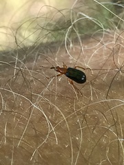 Eugnamptus angustatus