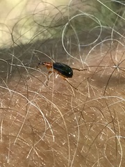 Eugnamptus angustatus