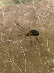 Eugnamptus angustatus