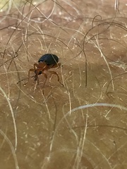 Eugnamptus angustatus