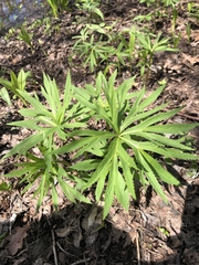 Helleborus purpurascens