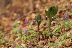 Scopolia carniolica