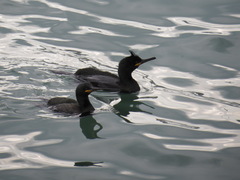Gulosus aristotelis