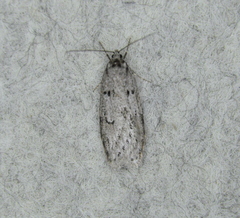 Semioscopis megamicrella