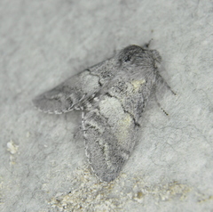 Gluphisia lintneri