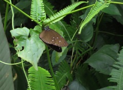 Euploea eunice