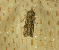 Cornutiplusia circumflexa