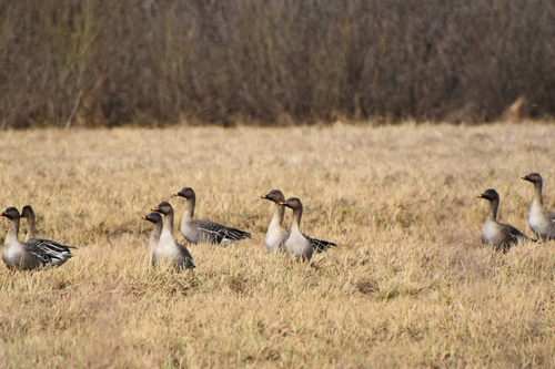 Ánsar campestre de la taiga (Anser fabalis)