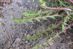 Taraxacum collarispinulosum