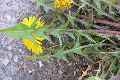 Taraxacum collarispinulosum