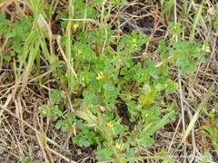 Medicago minima