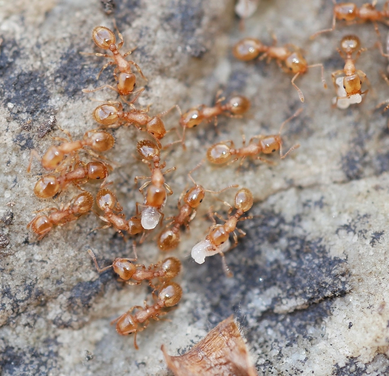 Temnothorax nitens