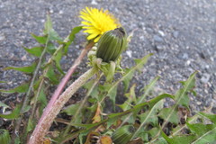 Taraxacum collarispinulosum