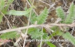 Ornithopus perpusillus