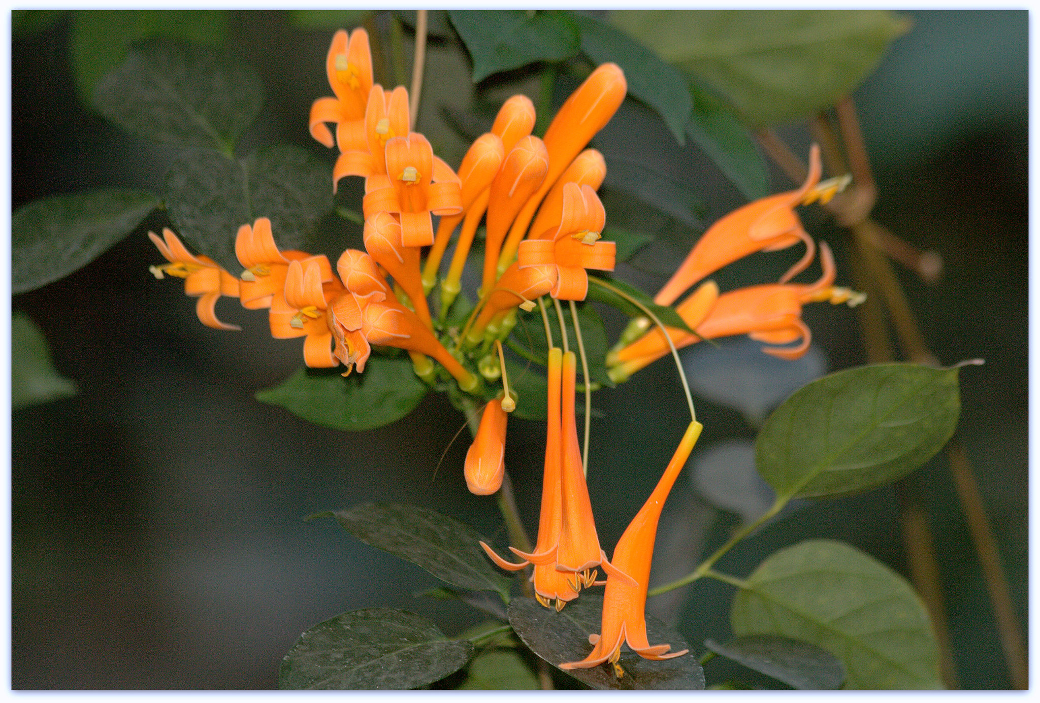 Pyrostegia