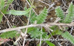 Ornithopus perpusillus