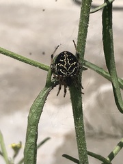 Araneus granadensis