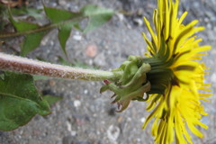 Taraxacum collarispinulosum