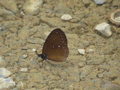 Euploea eunice