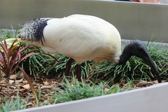 Threskiornis molucca