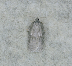 Acleris placidana