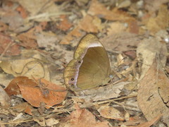Mycalesis anaxias