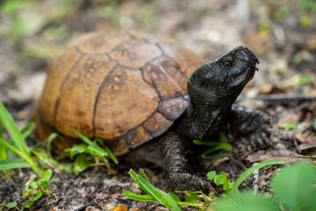 Gulf Coast Box Turtle (audubon Louisiana Nature Center (alnc 