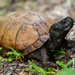 Gulf Coast Box Turtle - Photo (c) evangrimes, some rights reserved (CC BY), uploaded by evangrimes