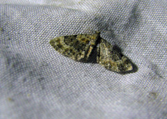 Eupithecia pulchellata