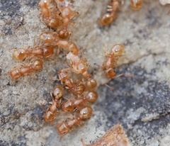Temnothorax nitens