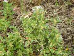 Helianthemum squamatum
