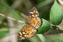 Anthanassa frisia