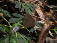 Tanaecia julii