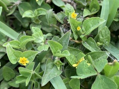 Calyptocarpus