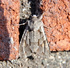 Lithophane thaxteri