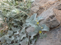 Cucumis prophetarum