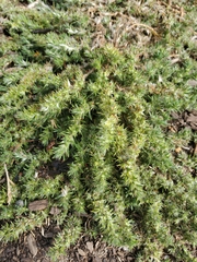 Cardionema ramosissimum