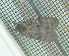 Lithophane lepida