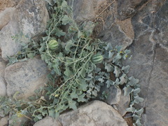 Cucumis prophetarum