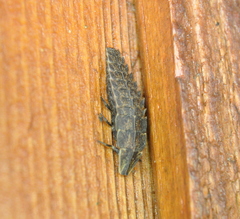 Pyractomena borealis