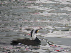Phalacrocorax carbo
