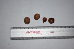 Calophyllum brasiliense